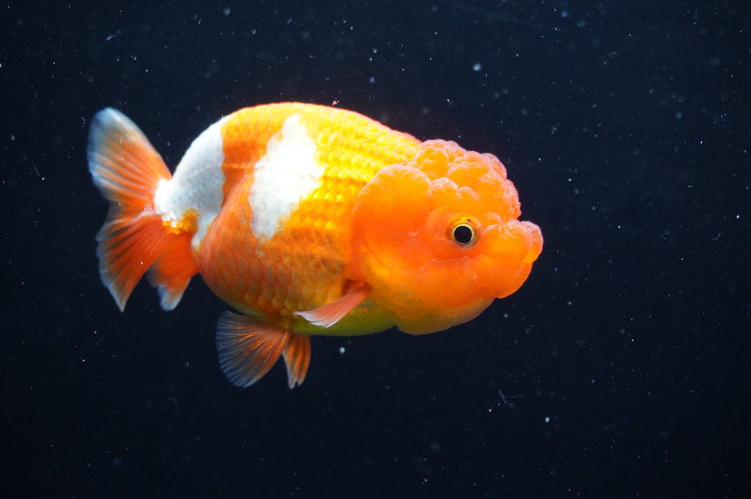 Juvenile Lionchu  Red White 3.5 Inch (ID#415R11b-15) Free2Day SHIPPING