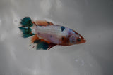 Candy Koi Galaxy  Halfmoon Female Betta (ID#801-F113) Free2Day SHIPPING