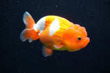 Juvenile Lionchu  Red White 3.5 Inch (ID#415R11b-15) Free2Day SHIPPING