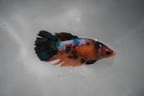 Candy Koi Galaxy  Halfmoon Female Betta (ID#801-F114) Free2Day SHIPPING