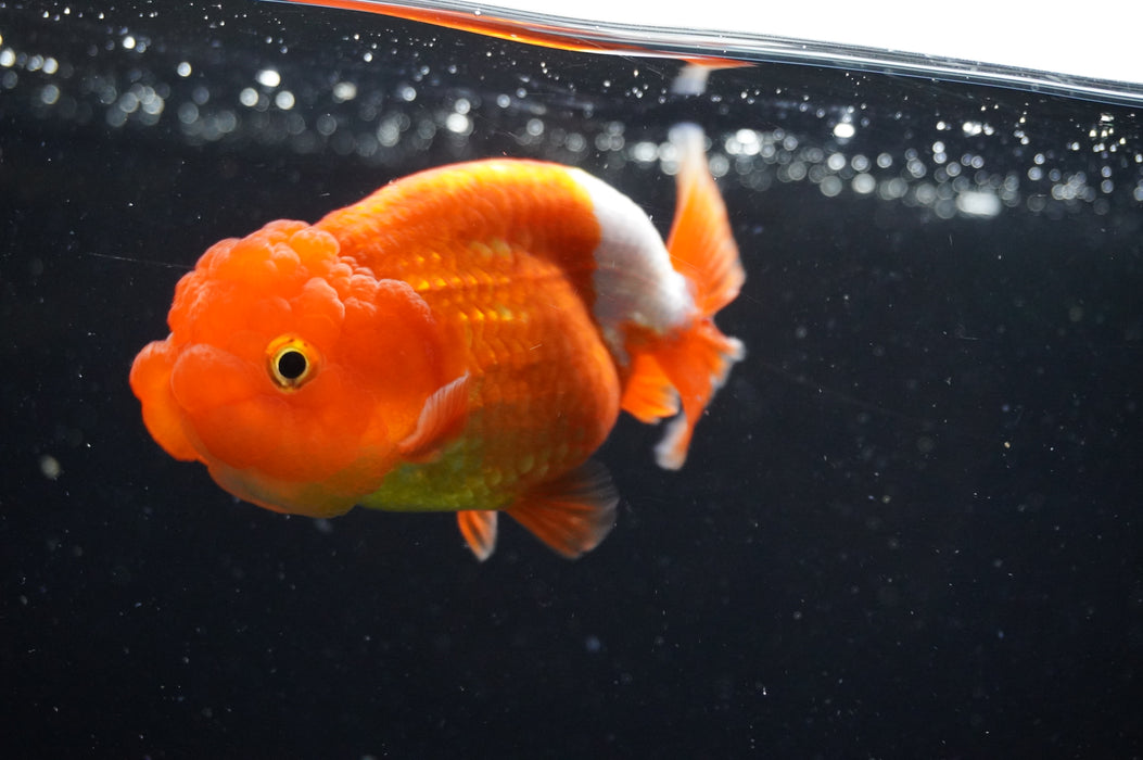 Juvenile Lionchu  Red White 3.5 Inch (ID#415R11b-15) Free2Day SHIPPING