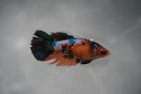 Candy Koi Galaxy  Halfmoon Female Betta (ID#801-F114) Free2Day SHIPPING