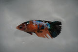 Candy Koi Galaxy  Halfmoon Female Betta (ID#801-F114) Free2Day SHIPPING