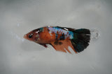 Candy Koi Galaxy  Halfmoon Female Betta (ID#801-F114) Free2Day SHIPPING