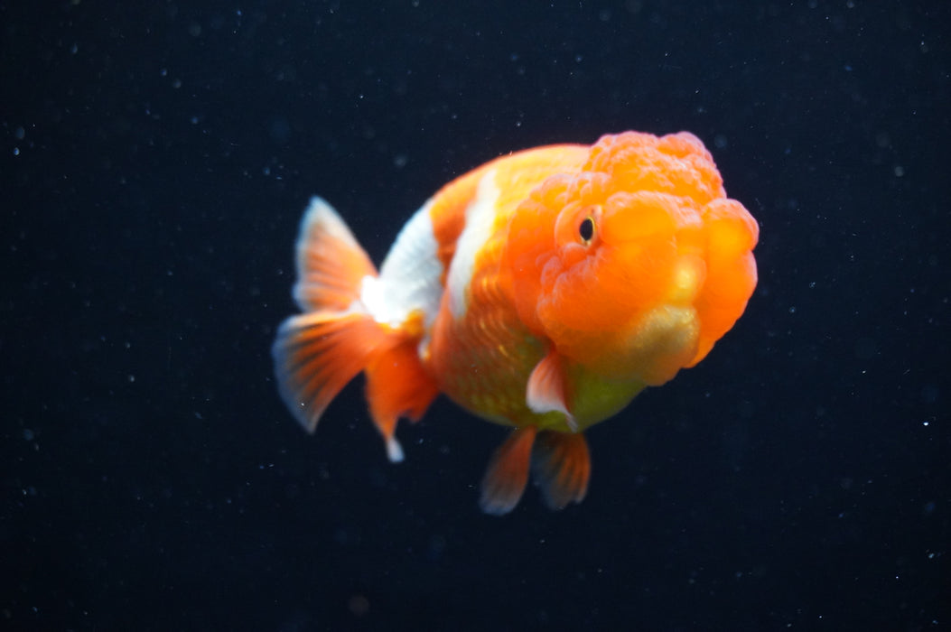 Juvenile Lionchu  Red White 3.5 Inch (ID#415R11b-15) Free2Day SHIPPING