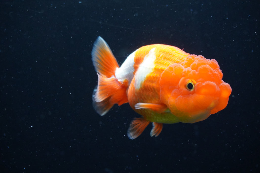 Juvenile Lionchu  Red White 3.5 Inch (ID#415R11b-15) Free2Day SHIPPING