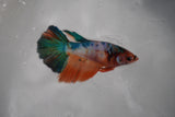 Candy Koi Galaxy  Halfmoon Female Betta (ID#801-F115) Free2Day SHIPPING