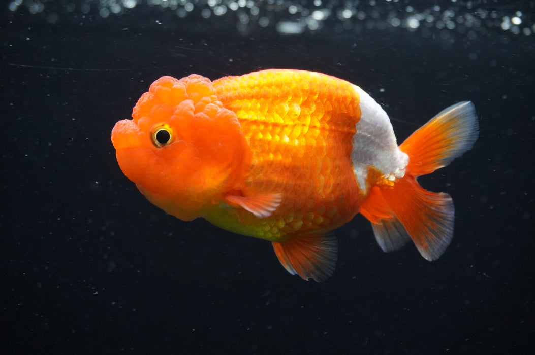 Juvenile Lionchu  Red White 3.5 Inch (ID#415R11b-15) Free2Day SHIPPING