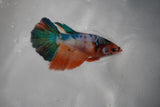 Candy Koi Galaxy  Halfmoon Female Betta (ID#801-F115) Free2Day SHIPPING