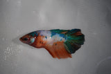 Candy Koi Galaxy  Halfmoon Female Betta (ID#801-F115) Free2Day SHIPPING