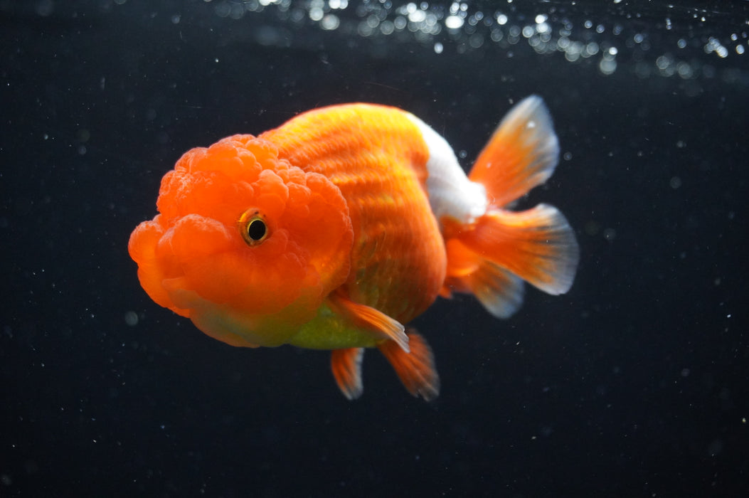 Juvenile Lionchu  Red White 3.5 Inch (ID#415R11b-15) Free2Day SHIPPING