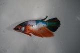 Candy Koi Galaxy  Halfmoon Female Betta (ID#801-F115) Free2Day SHIPPING