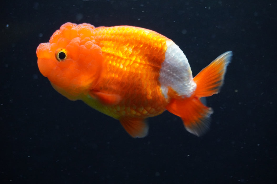 Juvenile Lionchu  Red White 3.5 Inch (ID#415R11b-15) Free2Day SHIPPING