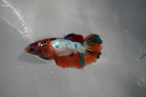 Candy Koi Galaxy  Halfmoon Female Betta (ID#801-F116) Free2Day SHIPPING