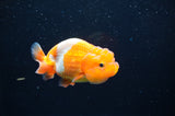 Juvenile Lionchu  Red White 3.5 Inch (ID#411R11b-8) Free2Day SHIPPING