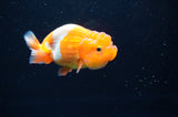 Juvenile Lionchu  Red White 3.5 Inch (ID#411R11b-8) Free2Day SHIPPING