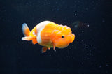 Juvenile Lionchu  Red White 3.5 Inch (ID#411R11b-8) Free2Day SHIPPING