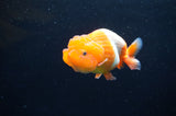 Juvenile Lionchu  Red White 3.5 Inch (ID#411R11b-8) Free2Day SHIPPING