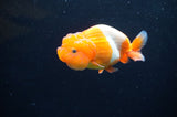 Juvenile Lionchu  Red White 3.5 Inch (ID#411R11b-8) Free2Day SHIPPING