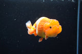 Juvenile Lionchu  Red White 3.5 Inch (ID#411R11b-8) Free2Day SHIPPING