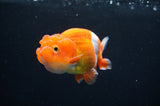 Juvenile Lionchu  Red White 3.5 Inch (ID#411R11b-11) Free2Day SHIPPING