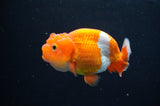 Juvenile Lionchu  Red White 3.5 Inch (ID#411R11b-11) Free2Day SHIPPING