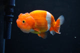 Juvenile Lionchu  Red White 3.5 Inch (ID#411R11b-11) Free2Day SHIPPING