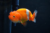 Juvenile Lionchu  Red White 3.5 Inch (ID#411R11b-11) Free2Day SHIPPING