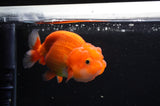 Juvenile Lionchu  Red White 3.5 Inch (ID#411R11b-11) Free2Day SHIPPING