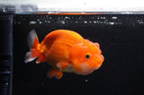 Juvenile Lionchu  Red White 3.5 Inch (ID#411R11b-11) Free2Day SHIPPING