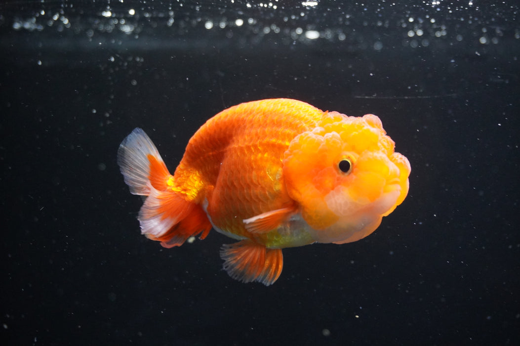 Juvenile Lionchu  Red White 3.5 Inch (ID#411R11b-11) Free2Day SHIPPING