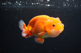 Juvenile Lionchu  Red White 3.5 Inch (ID#411R11b-11) Free2Day SHIPPING