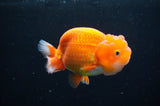 Juvenile Lionchu  Red White 3.5 Inch (ID#411R11b-11) Free2Day SHIPPING