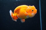 Juvenile Lionchu  Red White 3.5 Inch (ID#411R11b-11) Free2Day SHIPPING
