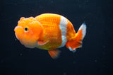 Juvenile Lionchu  Red White 3.5 Inch (ID#411R11b-11) Free2Day SHIPPING