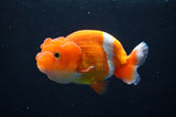 Juvenile Lionchu  Red White 3.5 Inch (ID#411R11b-11) Free2Day SHIPPING