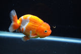 Juvenile Lionchu  Red White 3.5 Inch (ID#411R11b-12) Free2Day SHIPPING
