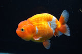 Juvenile Lionchu  Red White 3.5 Inch (ID#411R11b-12) Free2Day SHIPPING