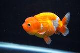 Juvenile Lionchu  Red White 3.5 Inch (ID#411R11b-12) Free2Day SHIPPING