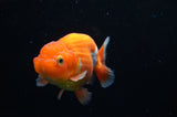 Juvenile Lionchu  Red White 3.5 Inch (ID#411R11b-12) Free2Day SHIPPING
