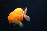 Juvenile Lionchu  Red White 3.5 Inch (ID#411R11b-12) Free2Day SHIPPING