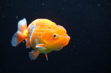 Juvenile Lionchu  Red White 3.5 Inch (ID#411R11b-12) Free2Day SHIPPING