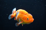 Juvenile Lionchu  Red White 3.5 Inch (ID#411R11b-12) Free2Day SHIPPING
