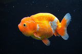 Juvenile Lionchu  Red White 3.5 Inch (ID#411R11b-12) Free2Day SHIPPING