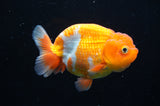 Juvenile Lionchu  Red White 3.5 Inch (ID#411R11b-12) Free2Day SHIPPING