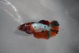 Candy Koi Galaxy  Halfmoon Female Betta (ID#801-F116) Free2Day SHIPPING