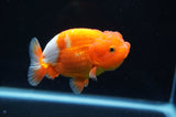Juvenile Lionchu  Red White 3.5 Inch (ID#415R11b-16) Free2Day SHIPPING