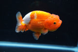 Juvenile Lionchu  Red White 3.5 Inch (ID#415R11b-16) Free2Day SHIPPING