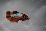 Candy Koi Galaxy  Halfmoon Female Betta (ID#801-F116) Free2Day SHIPPING