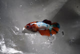 Candy Koi Galaxy  Halfmoon Female Betta (ID#801-F116) Free2Day SHIPPING